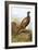 Pheasant-English-Framed Giclee Print