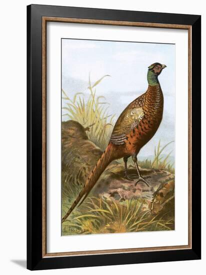 Pheasant-English-Framed Giclee Print