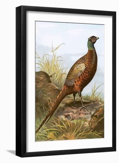 Pheasant-English-Framed Giclee Print