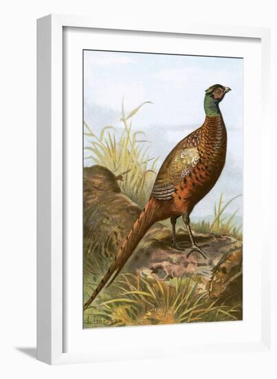 Pheasant-English-Framed Giclee Print