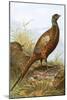 Pheasant-English-Mounted Giclee Print