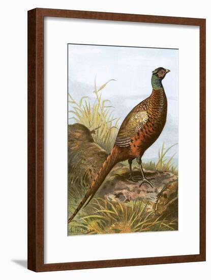 Pheasant-English-Framed Giclee Print