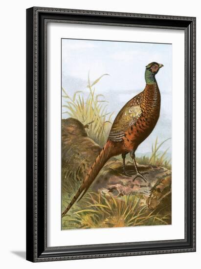 Pheasant-English-Framed Giclee Print