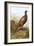 Pheasant-English-Framed Giclee Print