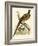 Pheasant-Beverley R. Morris-Framed Giclee Print