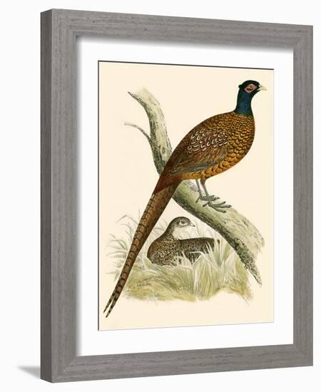 Pheasant-Beverley R. Morris-Framed Giclee Print