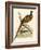 Pheasant-Beverley R. Morris-Framed Giclee Print