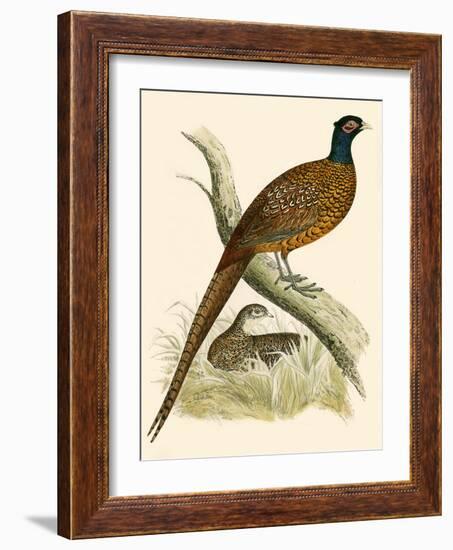 Pheasant-Beverley R. Morris-Framed Giclee Print