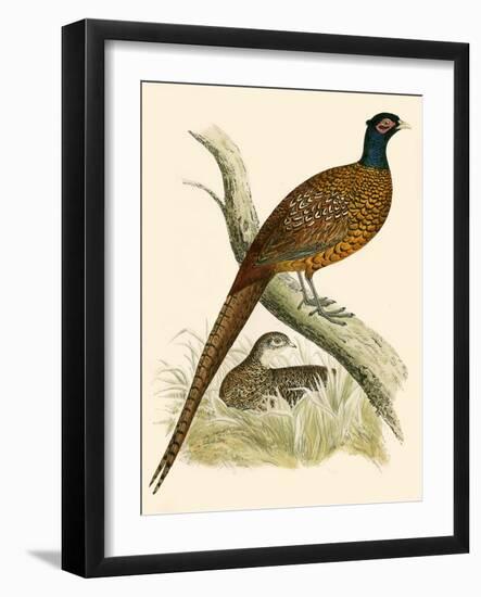 Pheasant-Beverley R. Morris-Framed Giclee Print