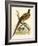 Pheasant-Beverley R. Morris-Framed Giclee Print