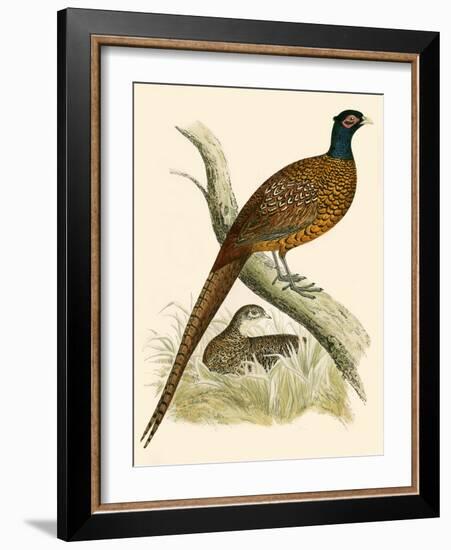 Pheasant-Beverley R. Morris-Framed Giclee Print