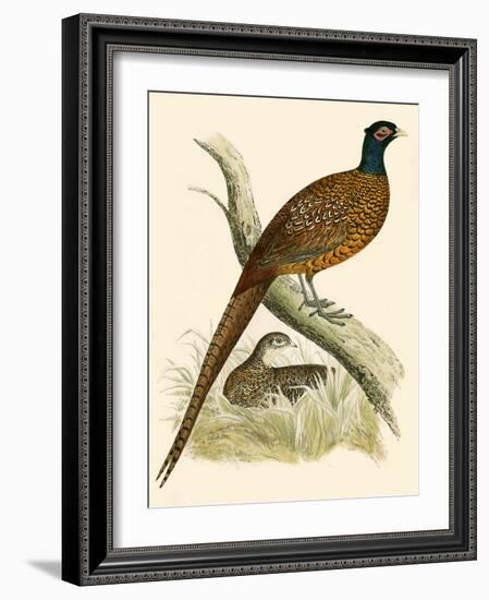 Pheasant-Beverley R. Morris-Framed Giclee Print