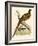 Pheasant-Beverley R. Morris-Framed Giclee Print