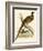 Pheasant-Beverley R. Morris-Framed Premium Giclee Print