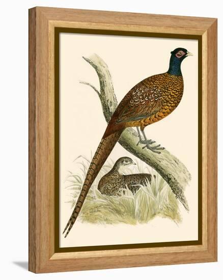 Pheasant-Beverley R. Morris-Framed Premier Image Canvas