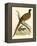 Pheasant-Beverley R. Morris-Framed Premier Image Canvas