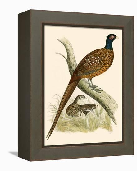 Pheasant-Beverley R. Morris-Framed Premier Image Canvas