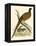 Pheasant-Beverley R. Morris-Framed Premier Image Canvas