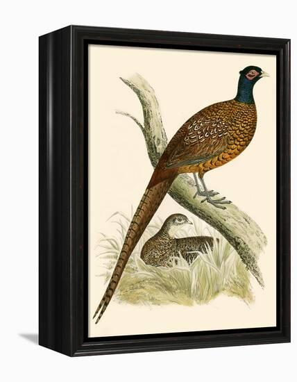 Pheasant-Beverley R. Morris-Framed Premier Image Canvas