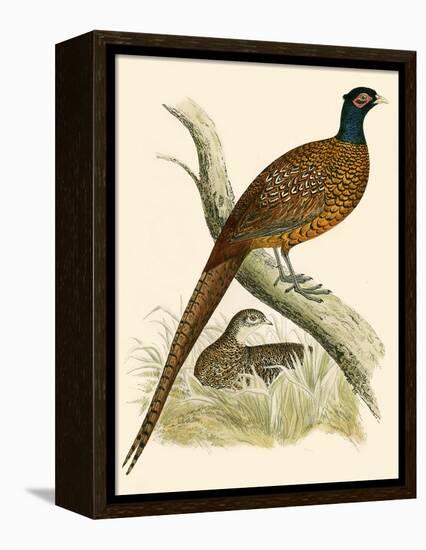 Pheasant-Beverley R. Morris-Framed Premier Image Canvas