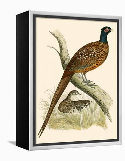 Pheasant-Beverley R. Morris-Framed Premier Image Canvas