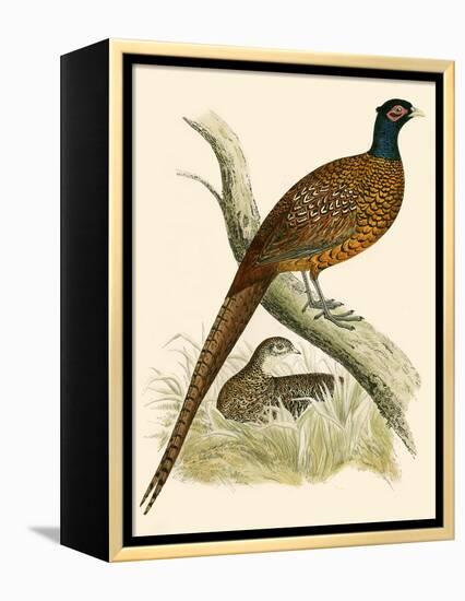 Pheasant-Beverley R. Morris-Framed Premier Image Canvas