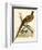 Pheasant-Beverley R. Morris-Framed Giclee Print