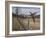 Pheasant-Bruce Dumas-Framed Giclee Print