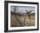 Pheasant-Bruce Dumas-Framed Giclee Print