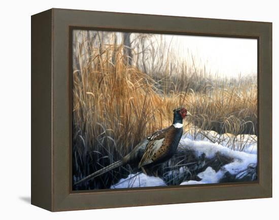 Pheasant-Rusty Frentner-Framed Premier Image Canvas