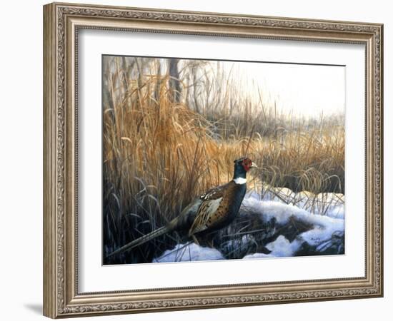 Pheasant-Rusty Frentner-Framed Giclee Print