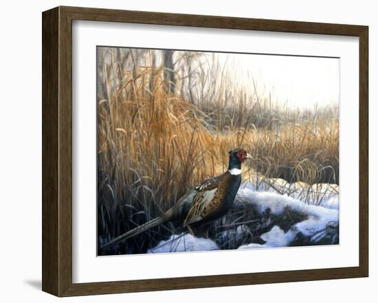 Pheasant-Rusty Frentner-Framed Giclee Print