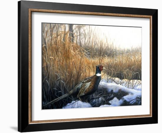 Pheasant-Rusty Frentner-Framed Giclee Print