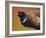 Pheasant-James W. Johnson-Framed Giclee Print