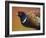 Pheasant-James W. Johnson-Framed Giclee Print