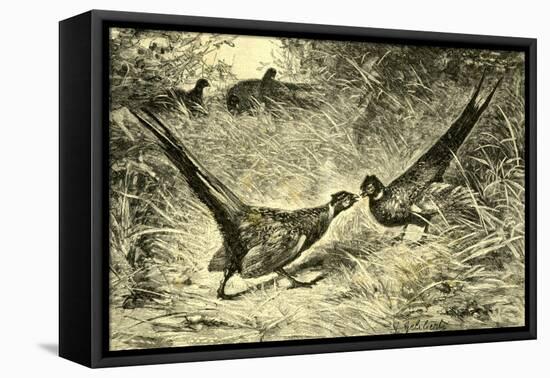 Pheasants Austria 1891-null-Framed Premier Image Canvas