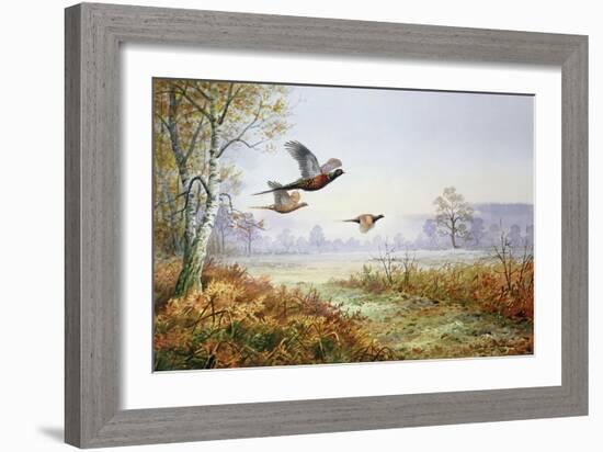 Pheasants in Flight-Carl Donner-Framed Giclee Print