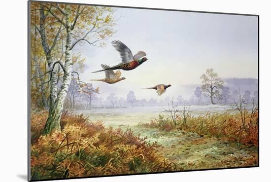 Pheasants in Flight-Carl Donner-Mounted Giclee Print