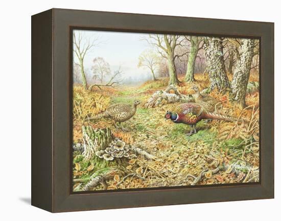 Pheasants with Blue Tits-Carl Donner-Framed Premier Image Canvas