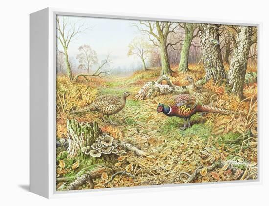 Pheasants with Blue Tits-Carl Donner-Framed Premier Image Canvas