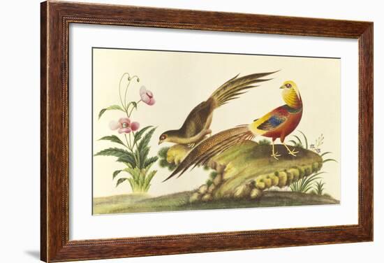 Pheasants-null-Framed Premium Giclee Print