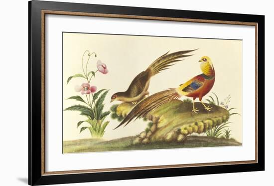 Pheasants-null-Framed Premium Giclee Print