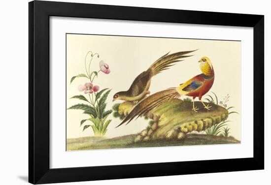 Pheasants-null-Framed Premium Giclee Print