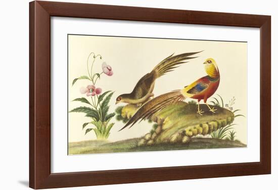 Pheasants-null-Framed Premium Giclee Print