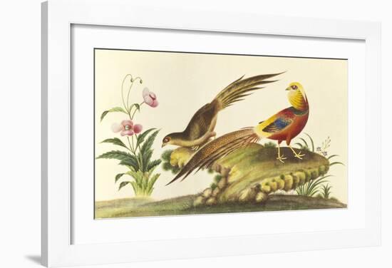 Pheasants-null-Framed Premium Giclee Print