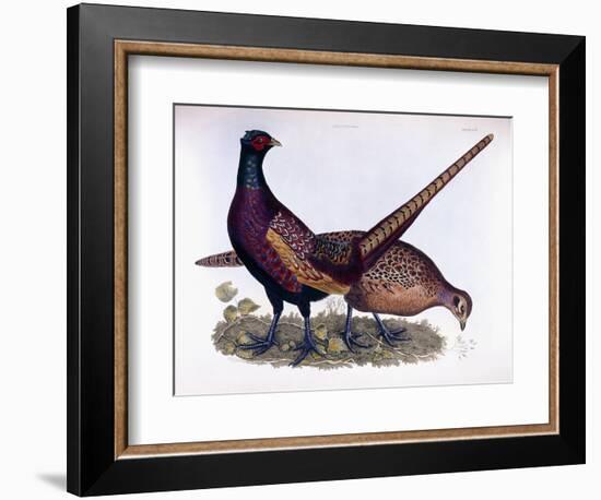 Pheasants-Prideaux John Selby-Framed Giclee Print