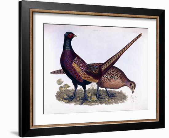 Pheasants-Prideaux John Selby-Framed Giclee Print