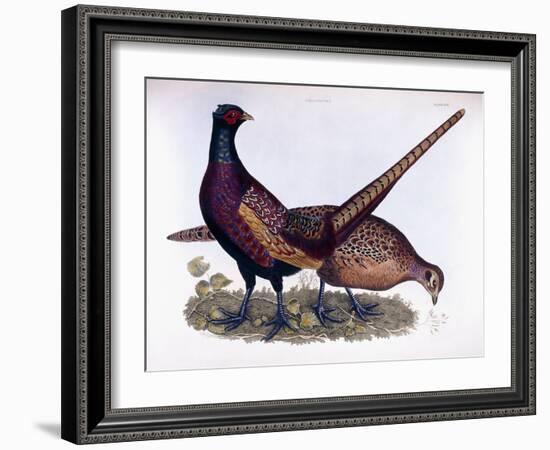 Pheasants-Prideaux John Selby-Framed Giclee Print