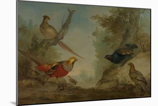 Pheasants-Aert Schouman-Mounted Art Print