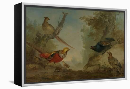 Pheasants-Aert Schouman-Framed Stretched Canvas